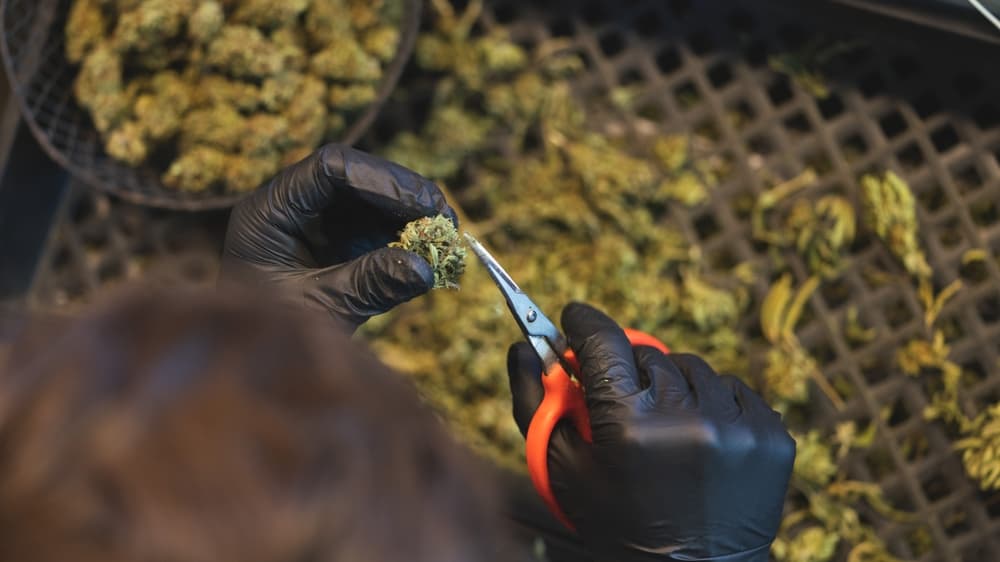 Trimming legal marijuana buds in California.
