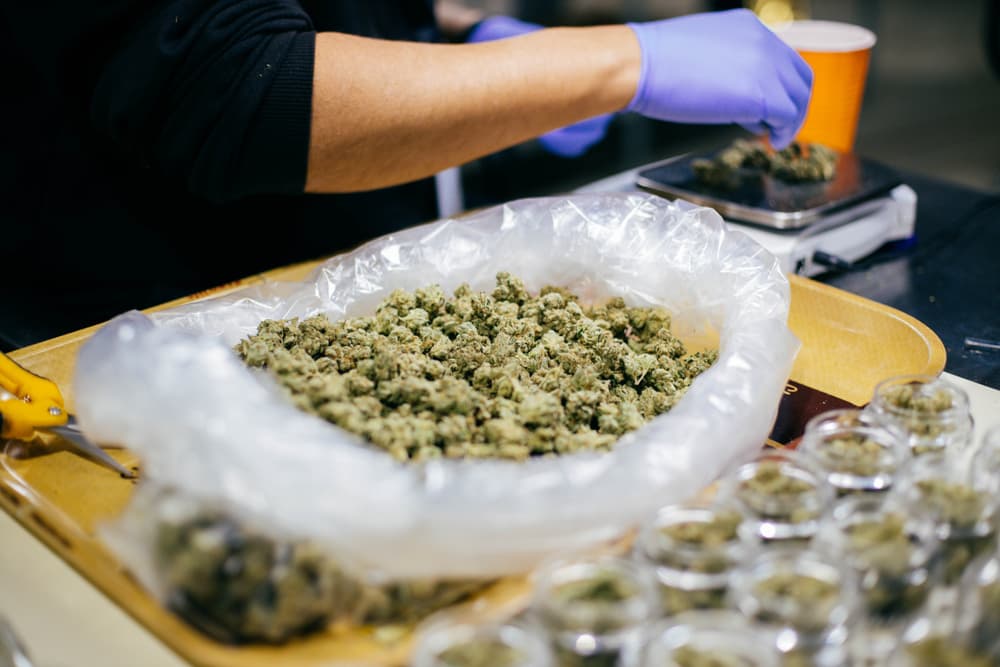 Cannabis packaging and legal marijuana manufacturing in California, including weed distribution regulations.