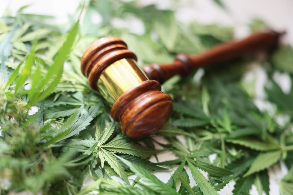 A wooden judge's gavel resting on fresh green cannabis leaves, symbolizing the intersection of law and marijuana legislation.