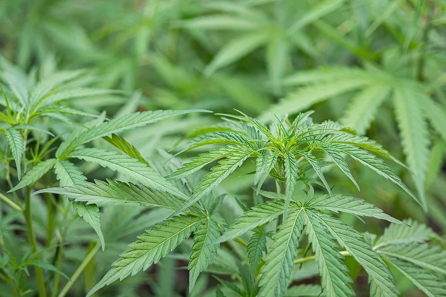 Marijuana plants and cannabis leaves, illustrating marijuana cultivation charges that may still be filed in Los Angeles after the passage of Proposition 64.